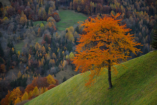 Illustration for article titled Shooting Challenge Fall Leaves Gallery 1